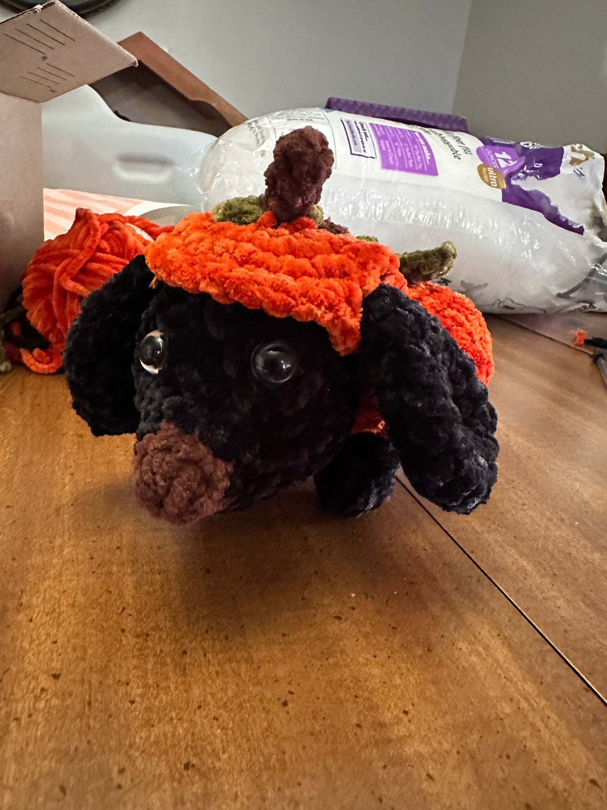 Kin the Pumpkin dachshund