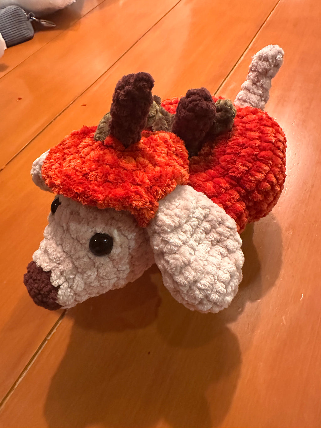 Kin the Pumpkin dachshund